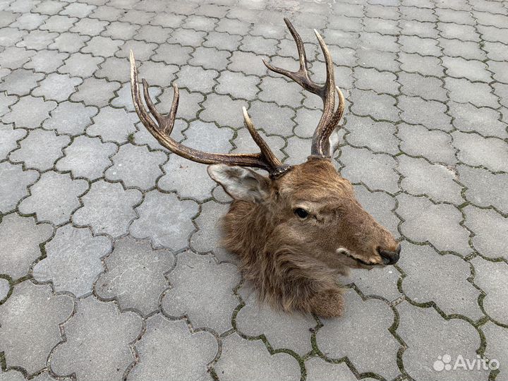 Чучело голова Оленя