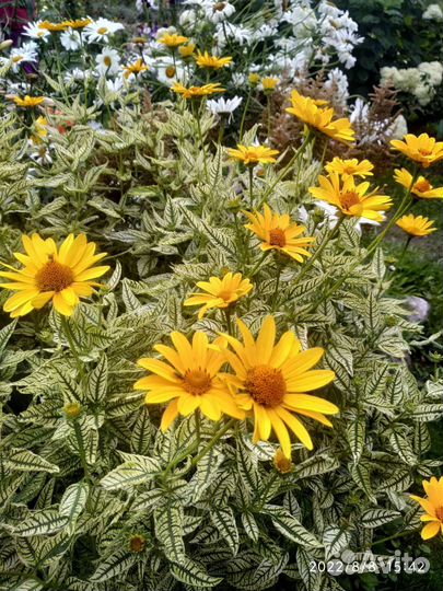 Многолетние садовые растения