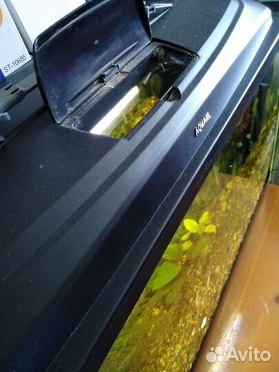 Аквариум 100 л. Рыбки озёрные Гольян, Карась