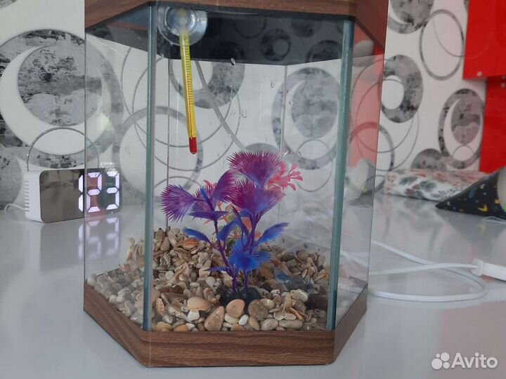 Аквариум без фильтра
