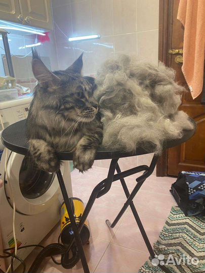 Стрижка собак и кошек