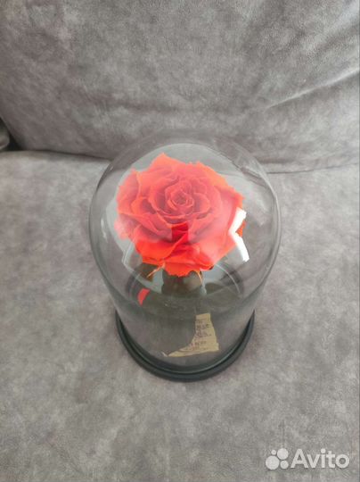 Живая роза в колбе