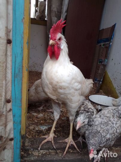 Цена Цыплята Леггорн и другие