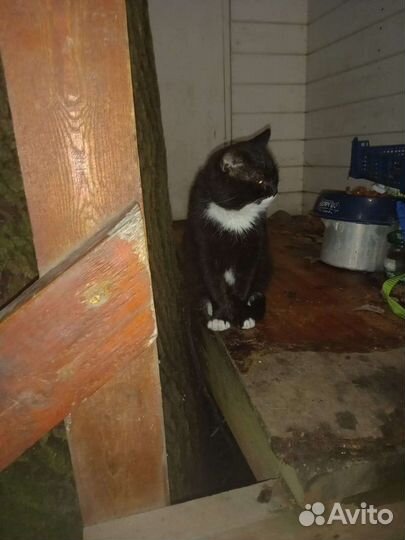 Стив ищет дом