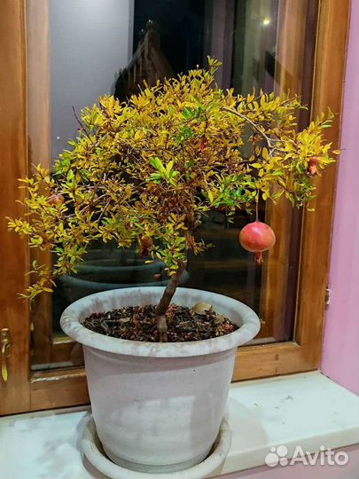 Сортовой комнатный гранат