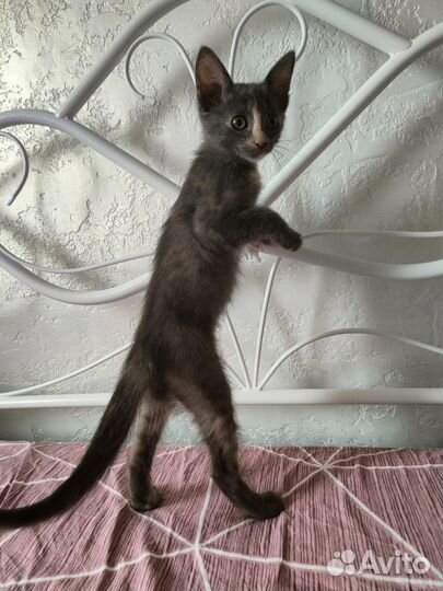Котенок с необычным окрасом