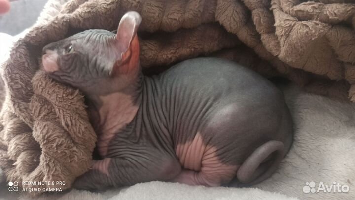 Канадский сфинкс котенок