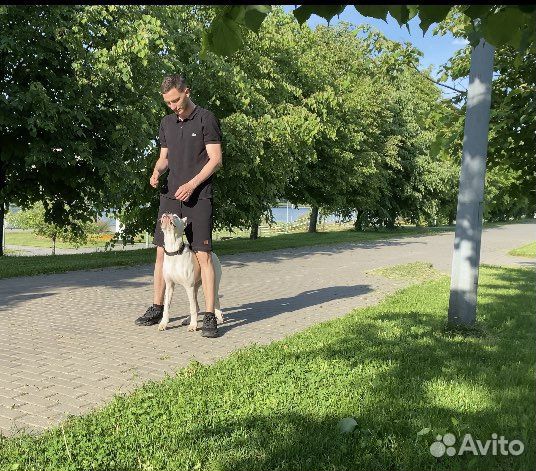 Кинолог, Хендлер