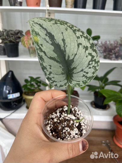 Сциндапсус экзотика