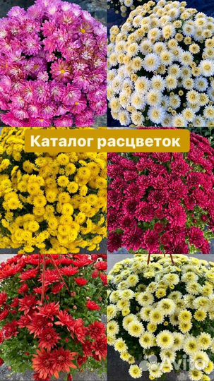 Хризантема мультифлора