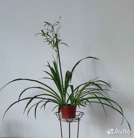 Хлорофитум