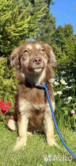 Собака в добрые руки