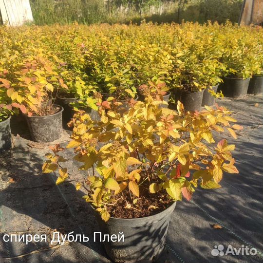 Спирея дубль плей