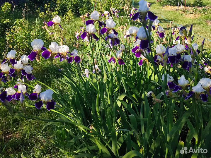Ирисы (корневище)