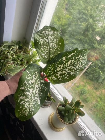 Диффенбахия