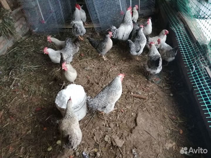 Инкубационное яйцо и цыплята Борковская барвистая