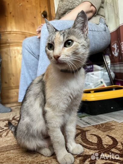 Трехцветная кошка миниатюрная