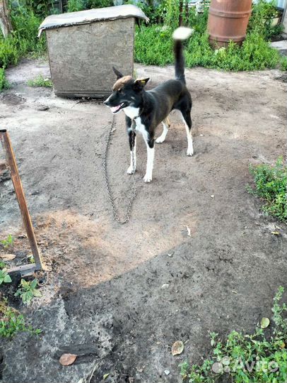Собака в хорошие руки