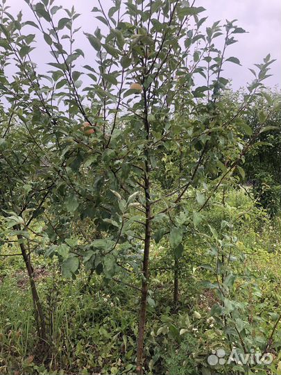 Яблони 10 лет