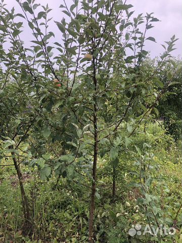 Яблони 10 лет