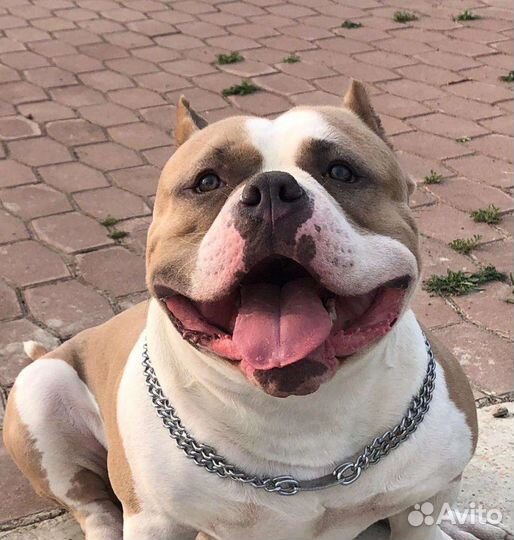 Американский булли вязка