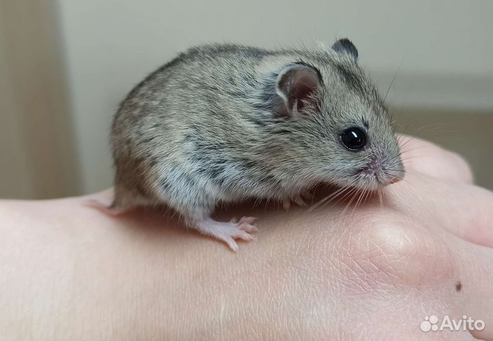 Китайский хомячок