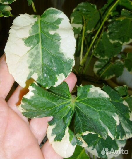 Полисциас Маргината