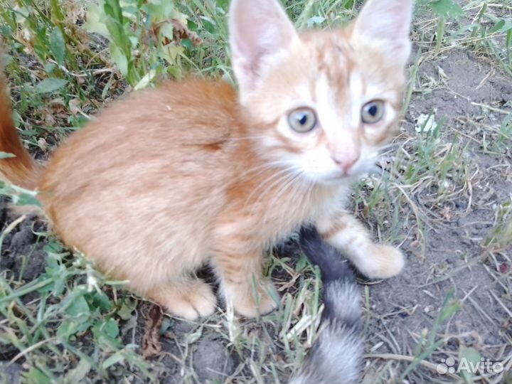 Котята в добрые руки бесплатно мальчик