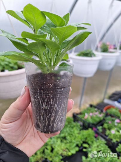 Петунии сортовые