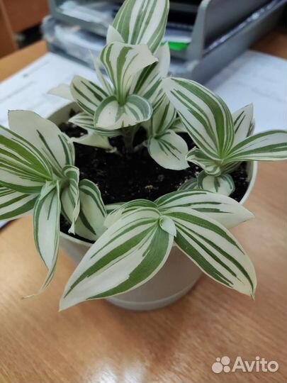 Традесканция