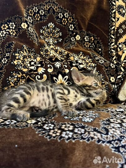 Бенгальский котенок