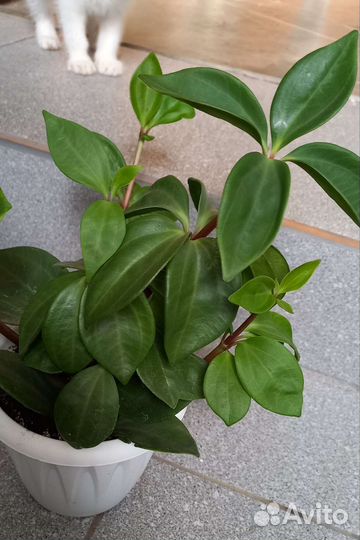 Пеперомия перескиелистная