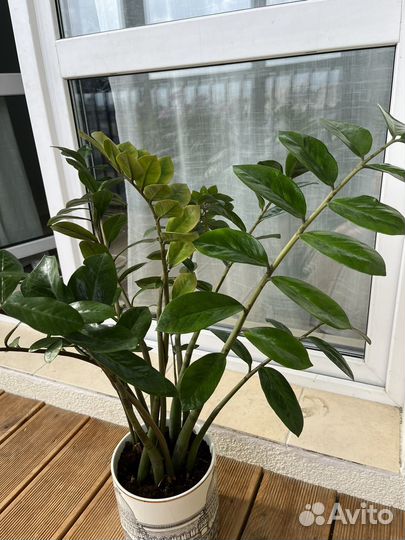 Замиокулькас в кашпо H&M