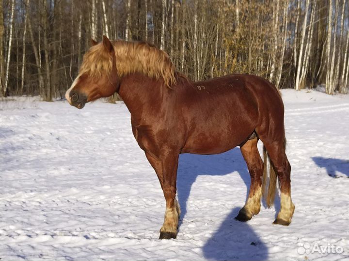 Жеребец Русский тяжеловоз