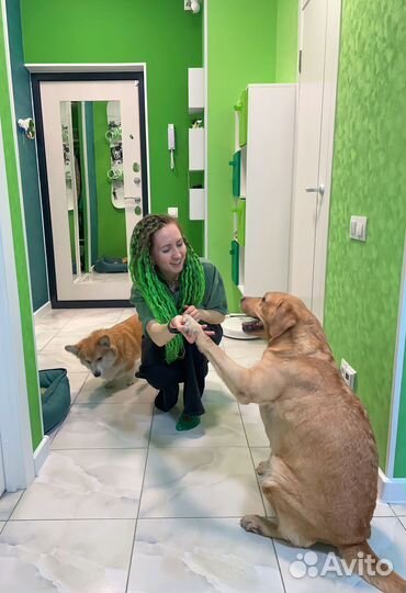 Передержка собак /выгул собак /зооняня / зоотакси