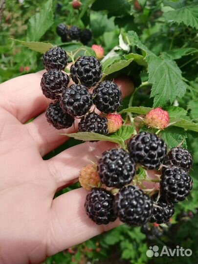 Саженцы малины