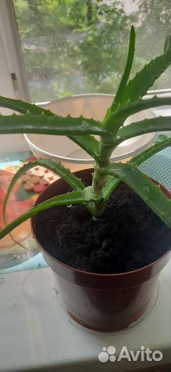 Алоэ лечебный