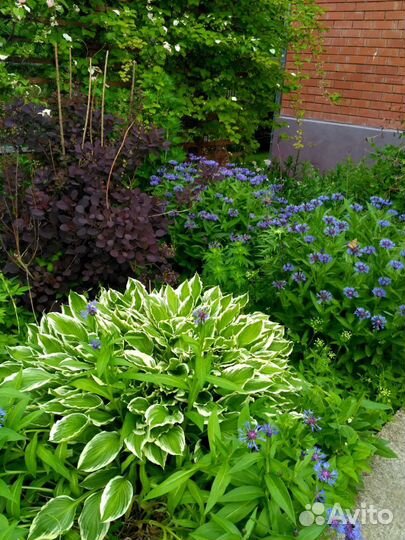 Растения, саженцы, отростки для сада - огорода