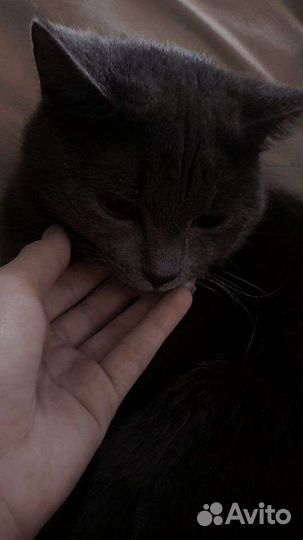 Британский кот