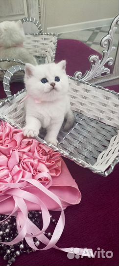 Британская серебристая шиншилла