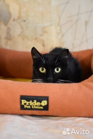 Тасманийский дьявол