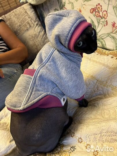 Одежда для сфинкса/мелкой собаки