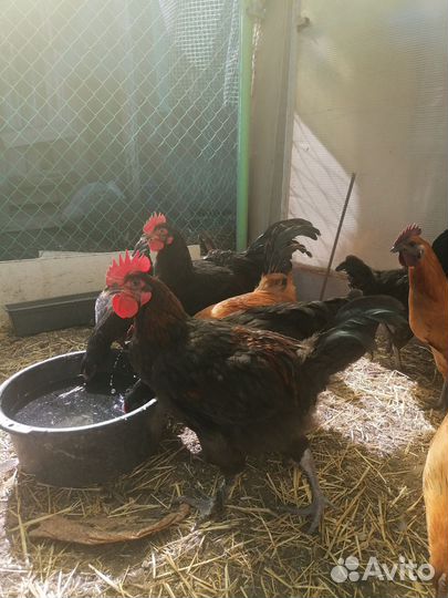 Куры Лакиндази