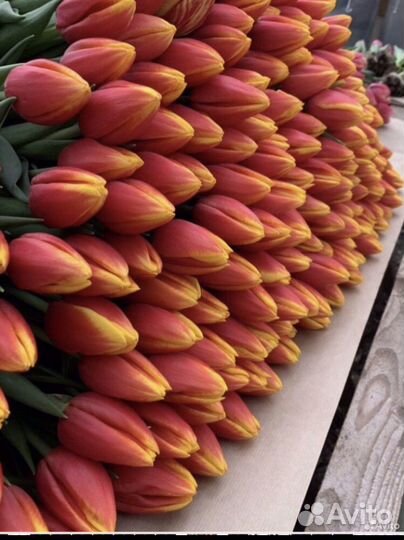 Тюльпаны. Букетики к 8 марта