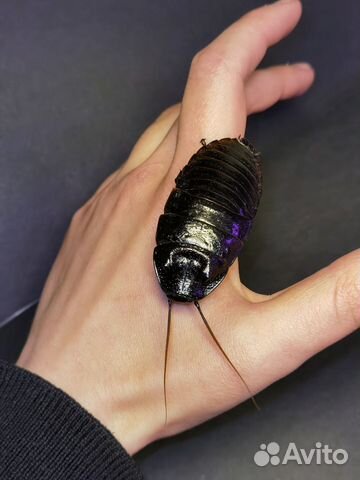 Тараканы Gromphadorhina grandidieri