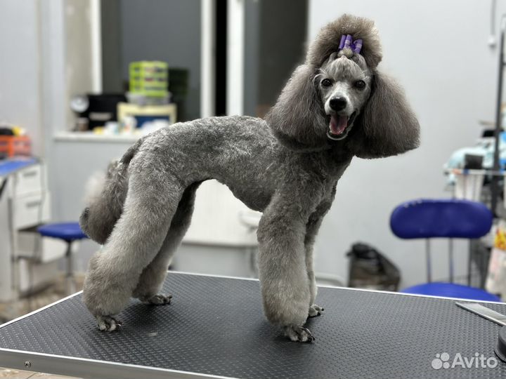 Стрижка собак в качестве модели