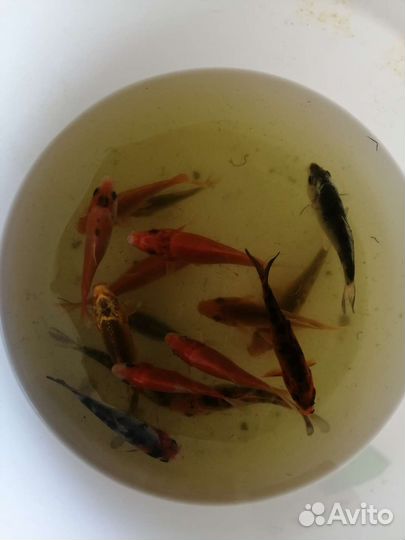 Карп Кои рыба пруд