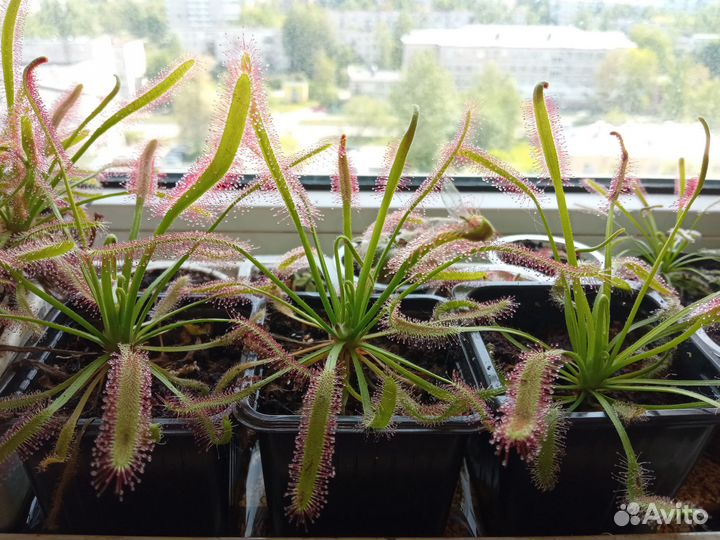 Непентес,Саррацения,Жирянка,Росянка,Хищны