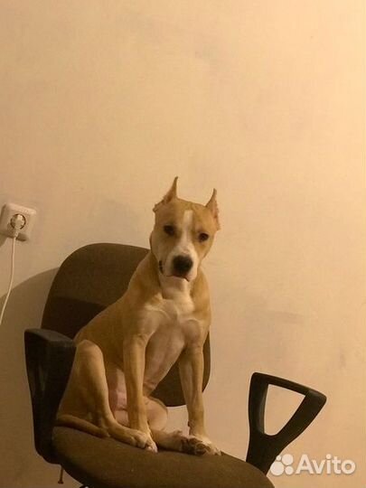 Амстафф вязка