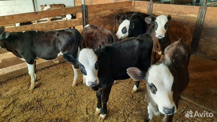 Бычки телята